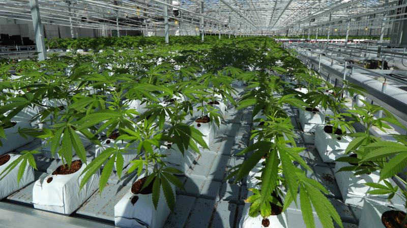Village Farms International Inc (NASDAQ: VFF) A Buy On Sales And Earnings Growth