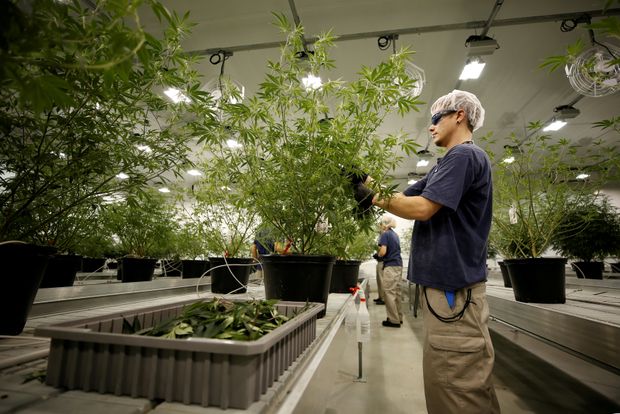 Canopy Rivers Inc (OTCMKTS: CNPOF) Surging On Canopy Growth Corp (NYSE: CGC) Supply Deal