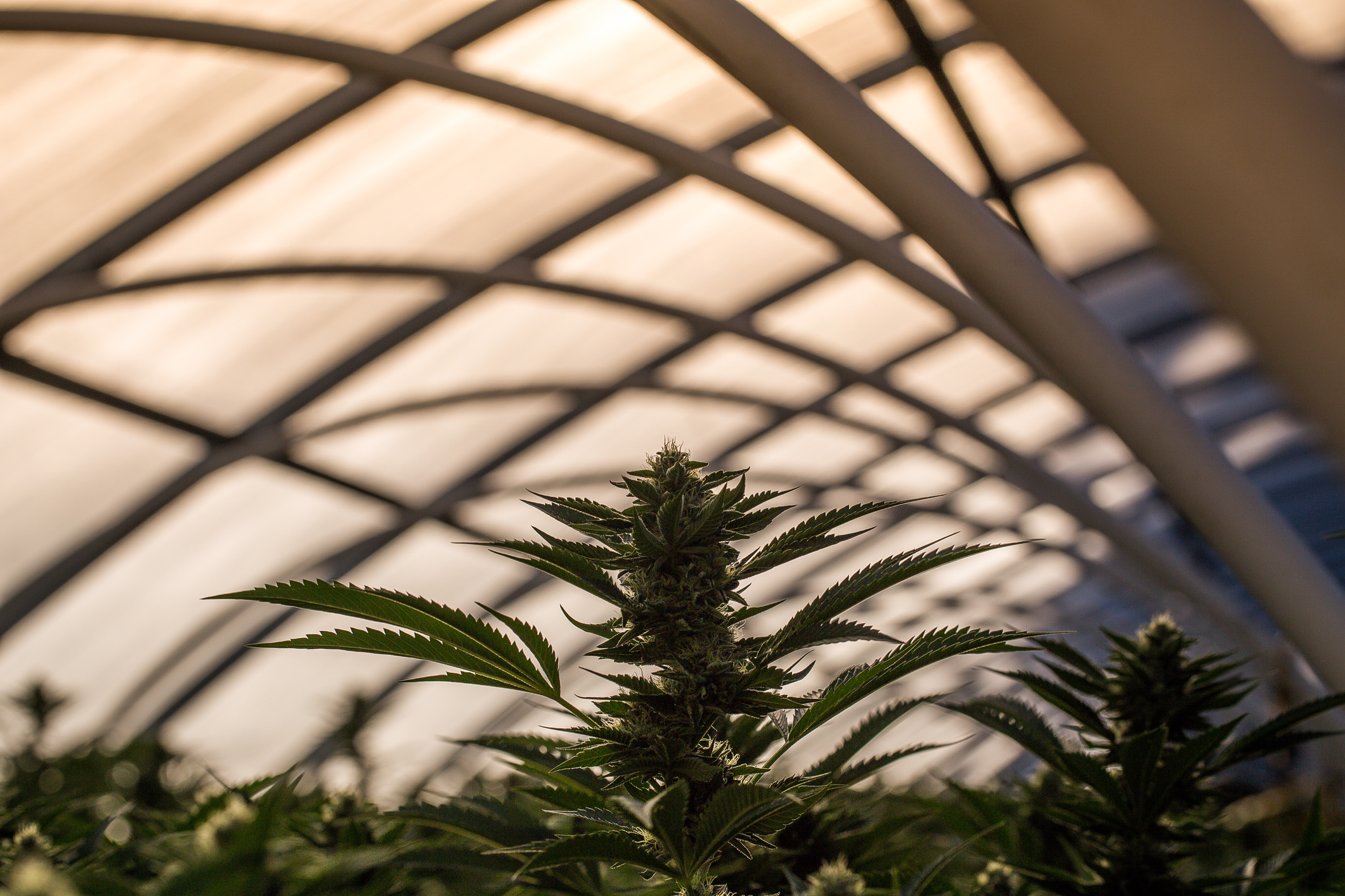 CannTrust Holdings Inc (OTCMKTS: CTST) Making A Comeback