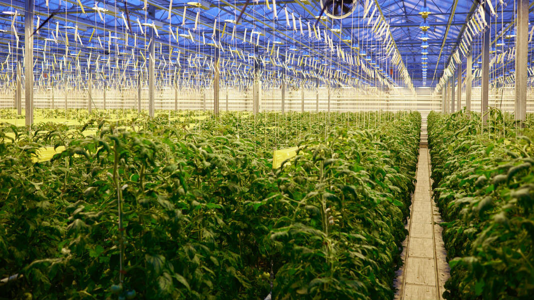 Future Farm Technologies Inc (OTCMKTS: FFRMF) Battered But Plotting A Comeback