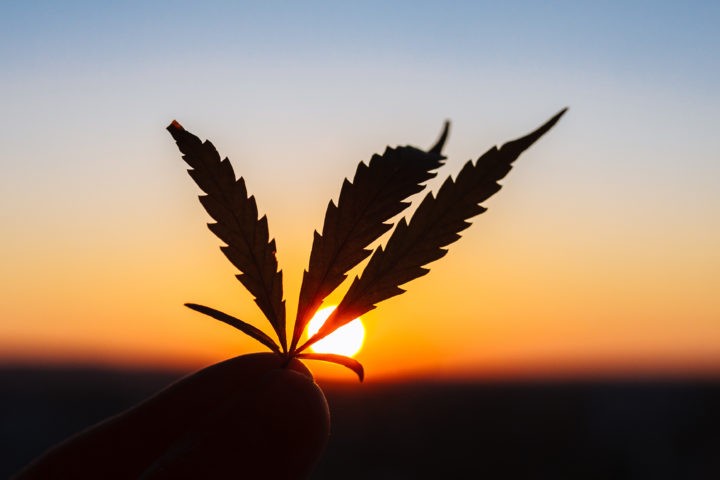 MedMen Enterprises Inc (OTCMKTS: MMNFF) Fundamentals Remain Strong