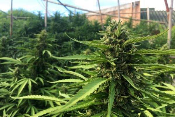Why Harvest Health &amp; Recreation Inc (OTCMKTS: HRVSF) Is An Attractive Investment