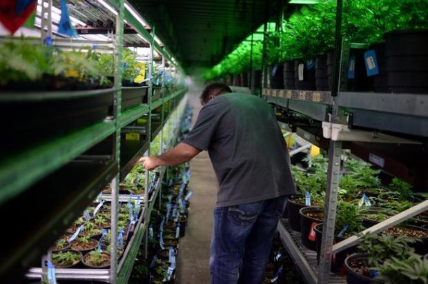 Medicine Man Technologies Inc (OTCMKTS: MDCL) Drops But Trend Still Bullish