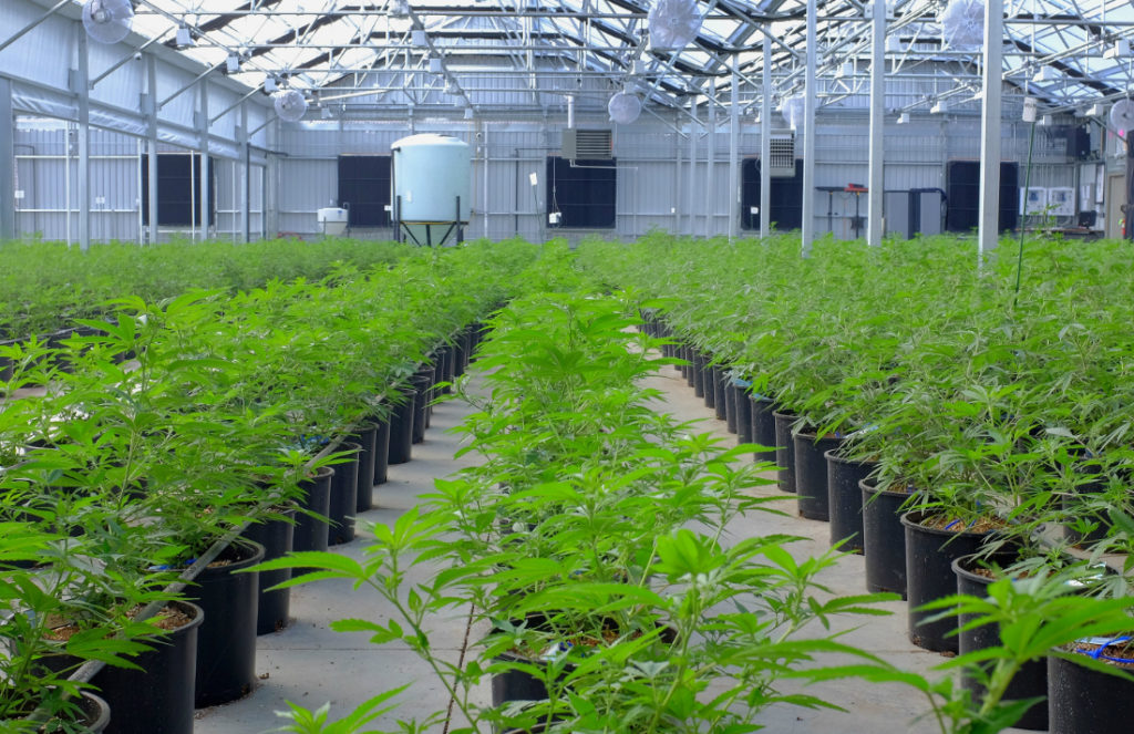OrganiGram Holdings Inc (OTCMKTS: OGRMF) Surging On Nasdaq Listing Milestone