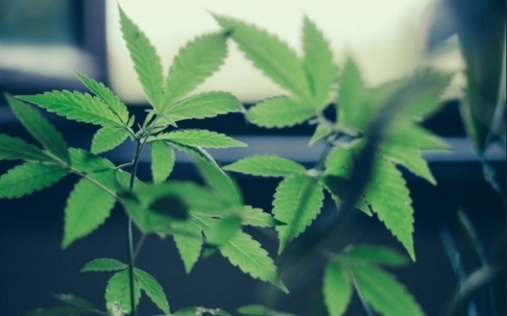 iAnthus Capital Holdings Inc (OTCMKTS: ITHUF) A Top Recovery Play
