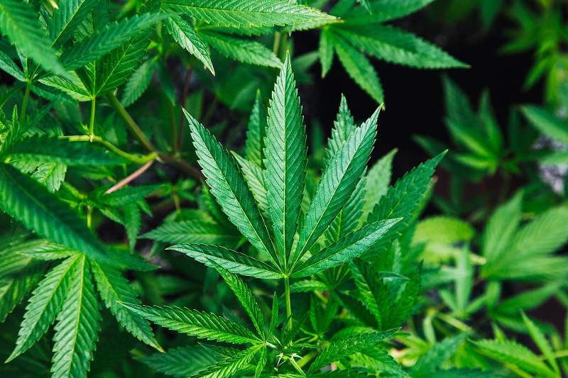 Freedom Leaf Inc (OTCMKTS: FRLF) Making A Comeback