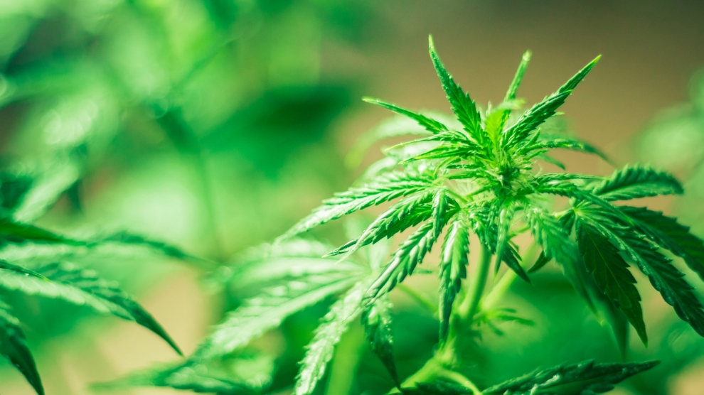Medical Marijuana Inc (OTCMKTS: MJNA) Eyes Fresh Highs After Q1 Earnings Beat