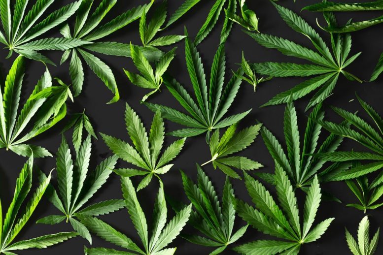 Agraflora Organics International Inc (OTCMKTS: PUFXF) Time To Buy The Dip