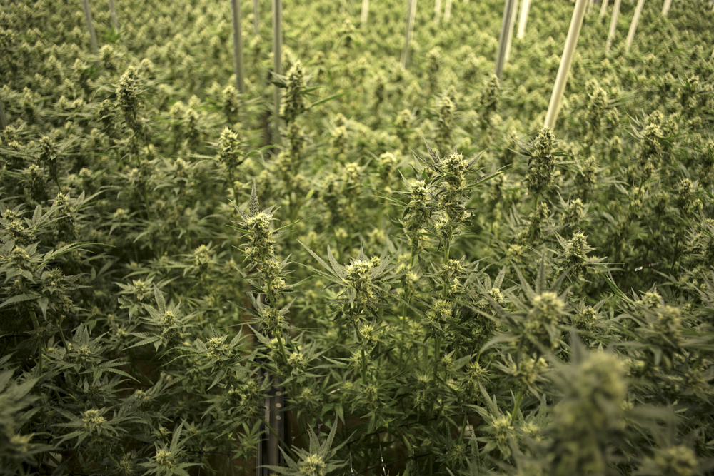 Kaya Holdings Inc (OTCMKTS: KAYS) Jumps As Momentum Turns Bullish