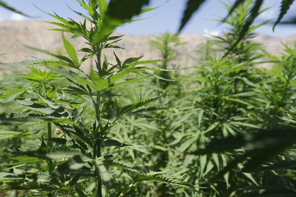 Tilray Inc (NASDAQ: TLRY) Looks To Have Bottomed