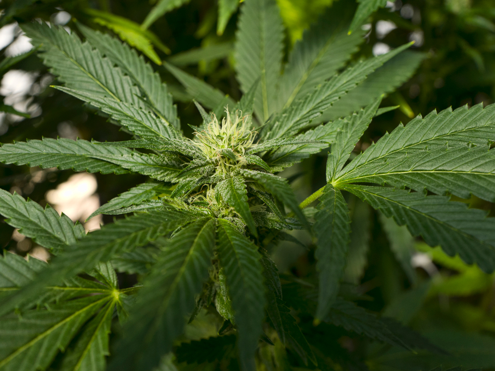 Cronos Group Inc (NASDAQ: CRON) Strong Breakout Likely