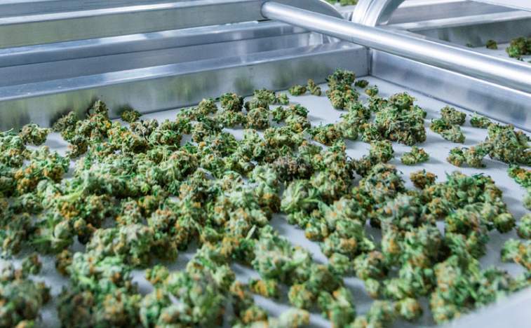Flowr Corp (OTCMKTS: FLWPF) Primed to Breakout