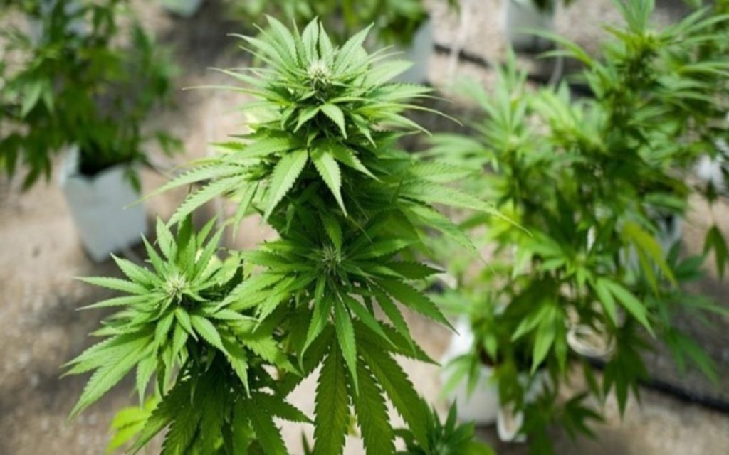 TerrAscend Corp (OTCMKTS: TRSSF) Receives A Boost From Record Revenues