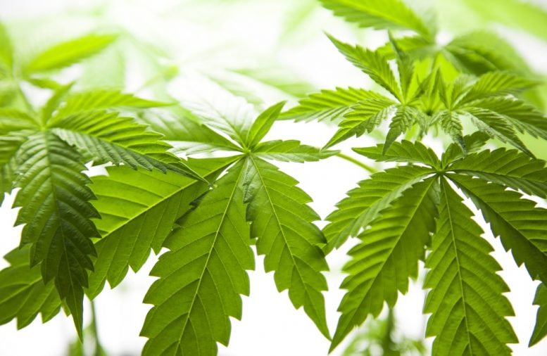 Is VIVO Cannabis Inc (OTCMKTS: VVCIF) Out Of The Bear Market Yet?