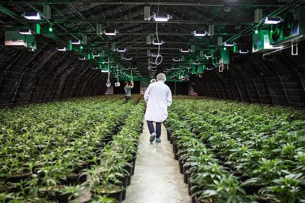 Why General Cannabis Corp (OTCMKTS: CANN) Can Bounce Back
