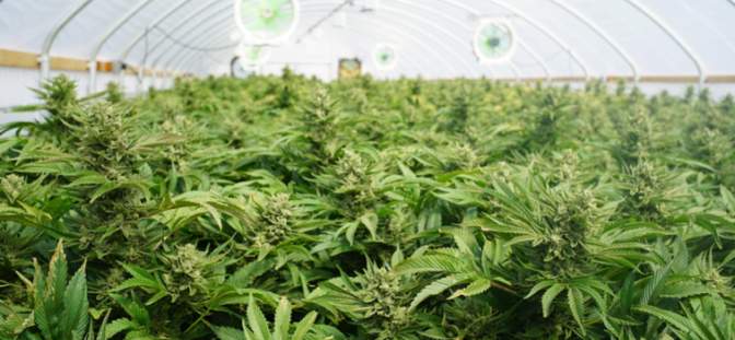 Canopy Growth Corp (NYSE: CGC) Fundamentals Still Strong Despite Share Slump