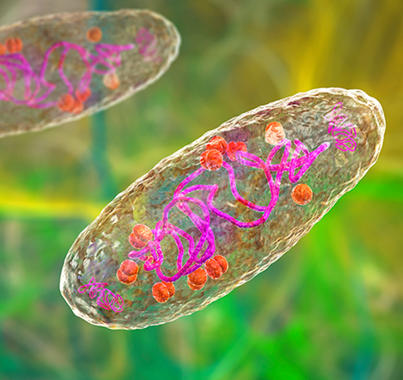 3D model of a transparent cell