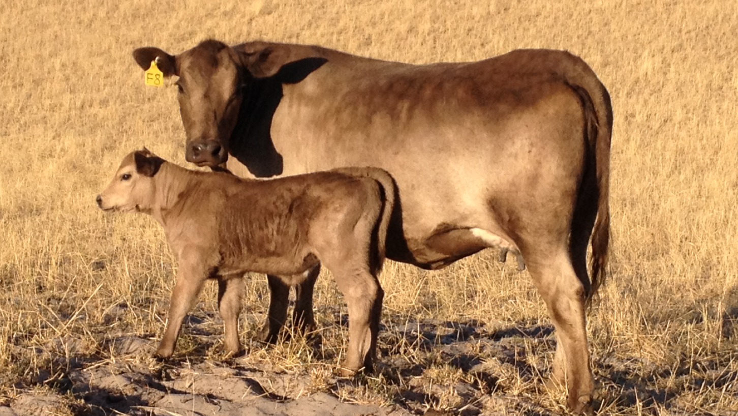 Cows for Cambodia