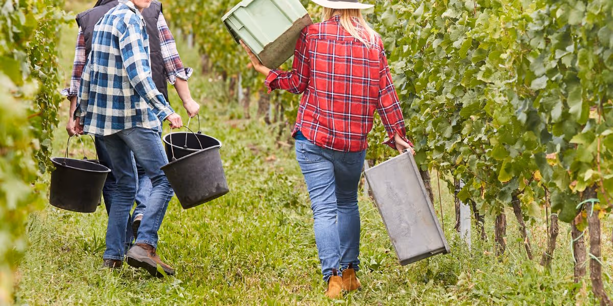 Gruppe mennesker med bøtter går langs vinranker