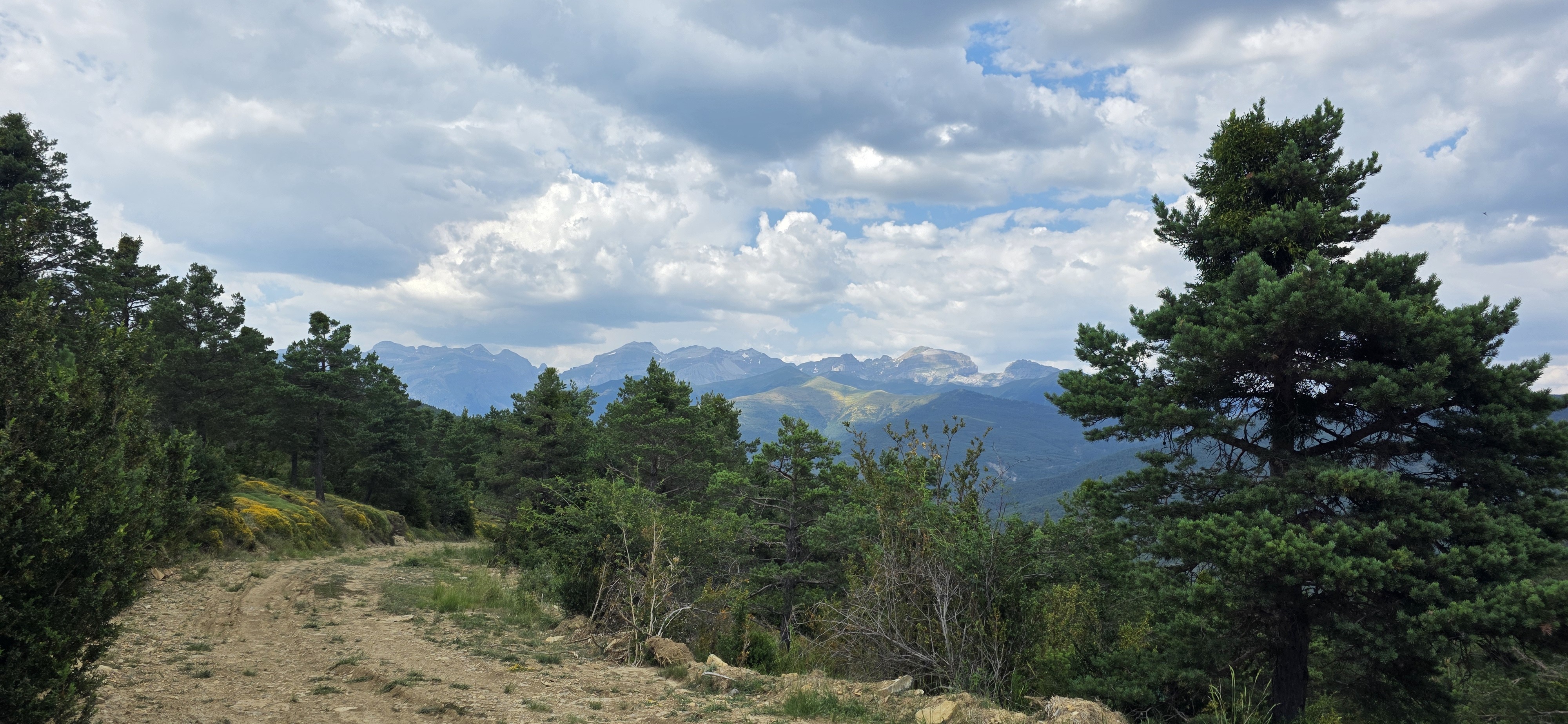 Piste en terre en forêt de pins face à la chaîne des Pyrénées