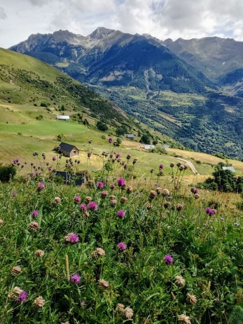 Prairie fleurie de chardons face à une vallée de montagne et ses sommets