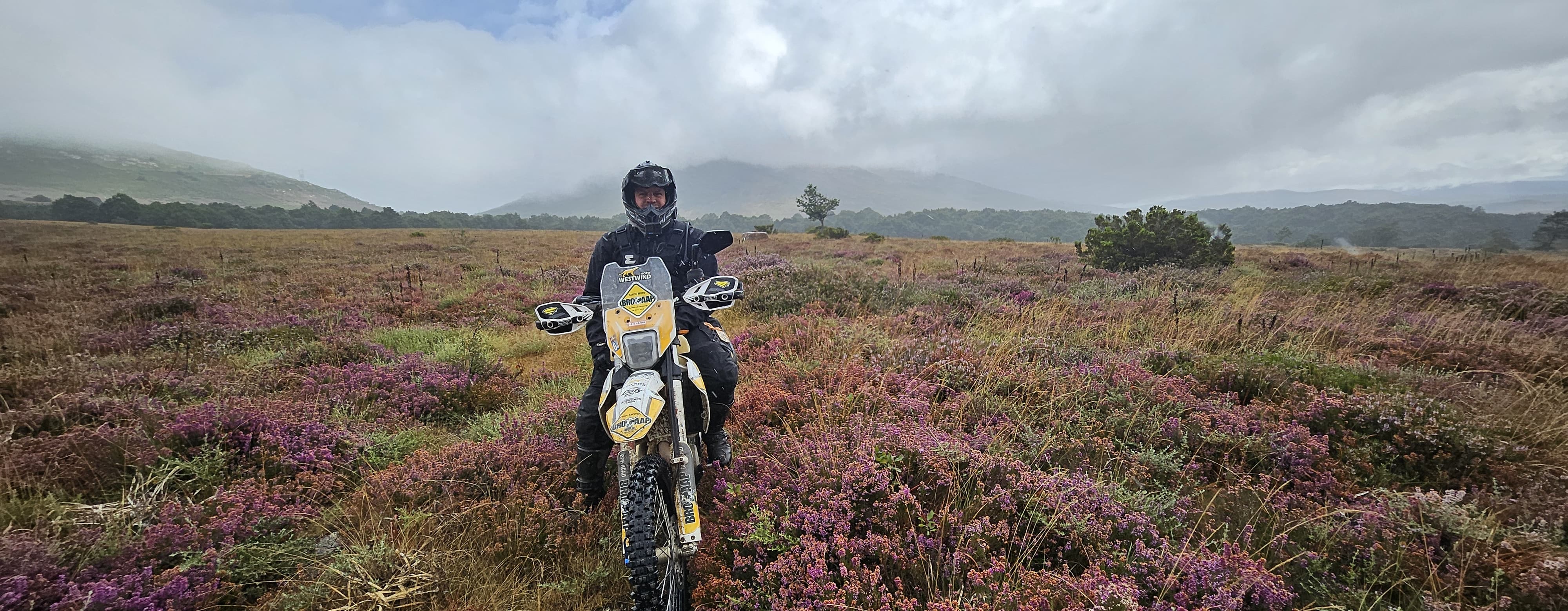 Motard trail roulant dans une lande de bruyère en fleurs