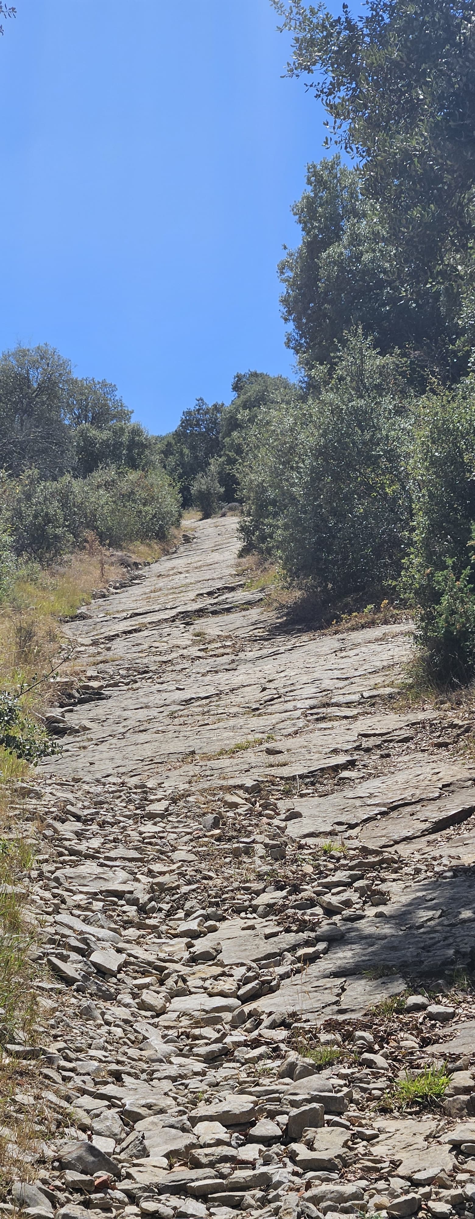 Sentier caillouteux bordé d’arbustes sous un ciel bleu