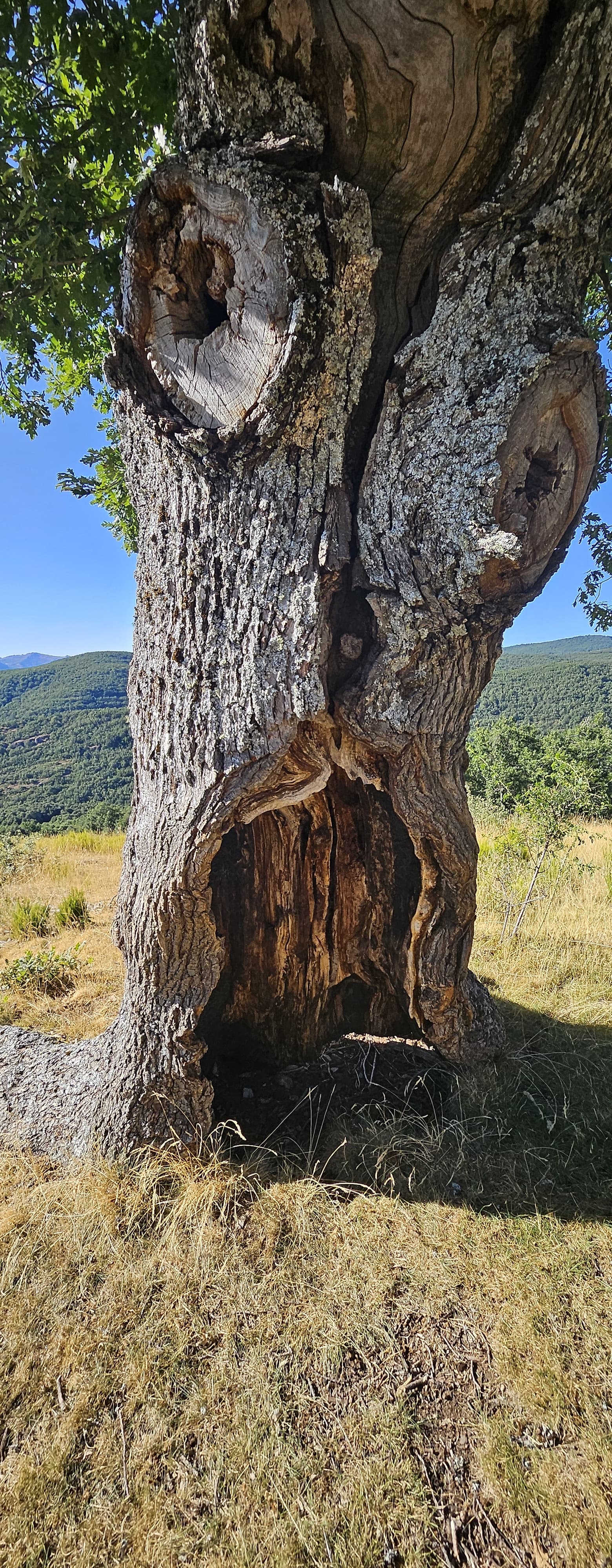 Tronc noueux d’un vieil arbre au bord d’une piste