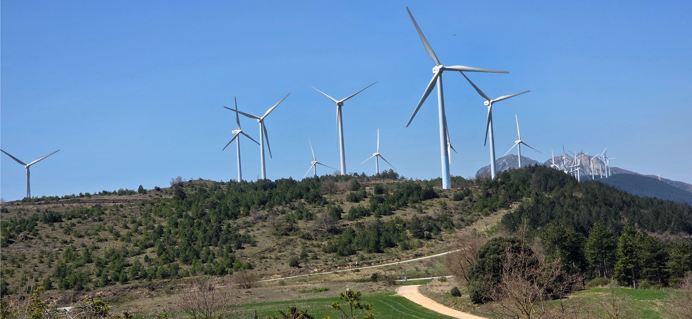 Colline couverte de pins et alignement d’éoliennes