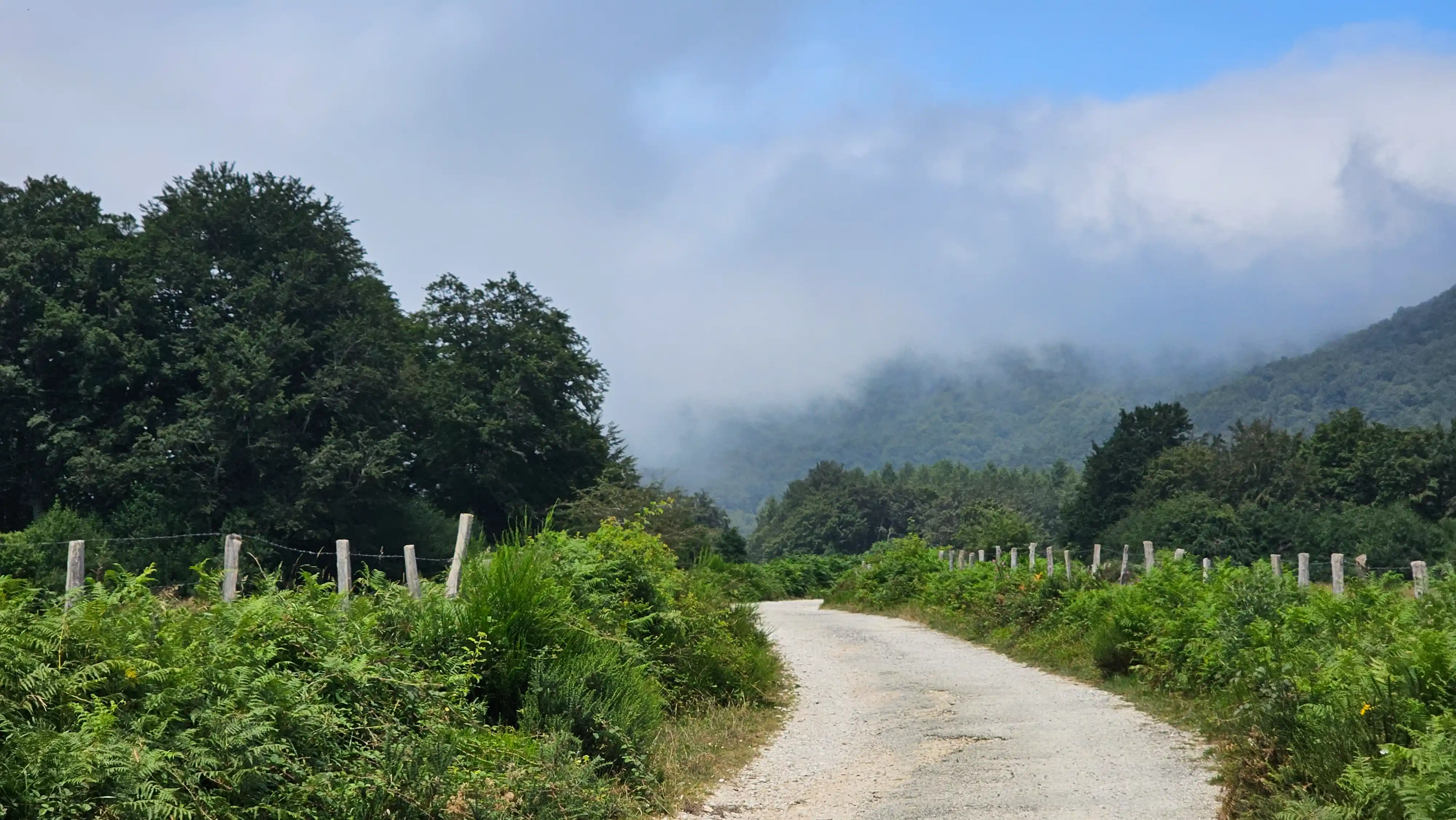 Petite route de montagne dans la brume entre des haies
