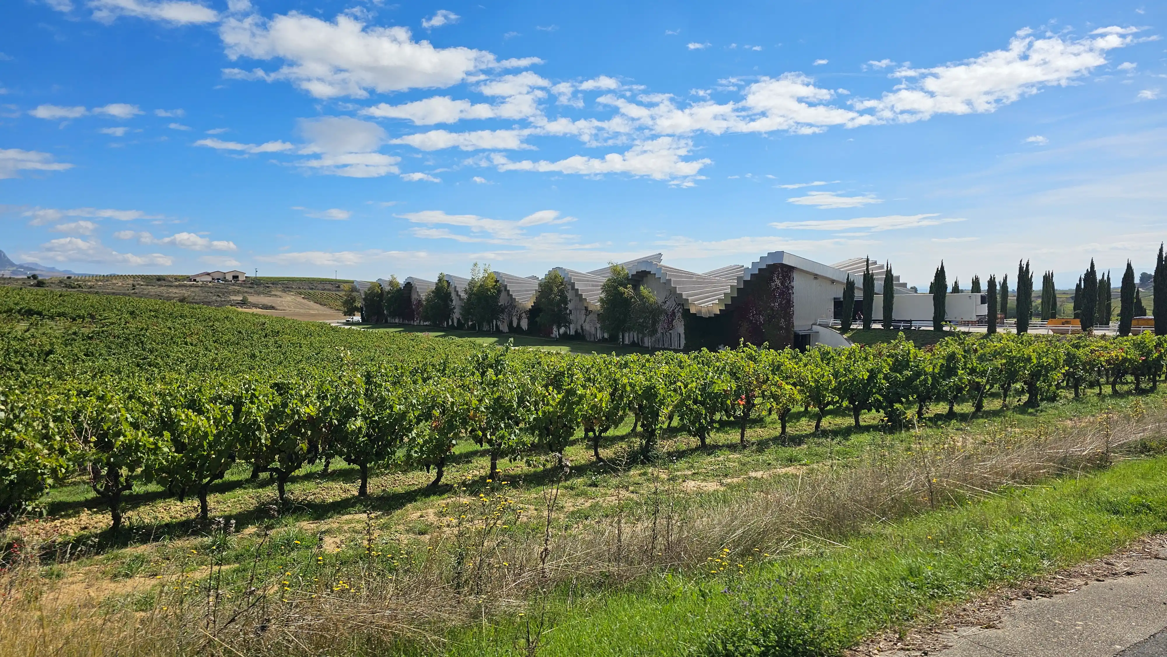 Vignes au premier plan et cave moderne à l’horizon