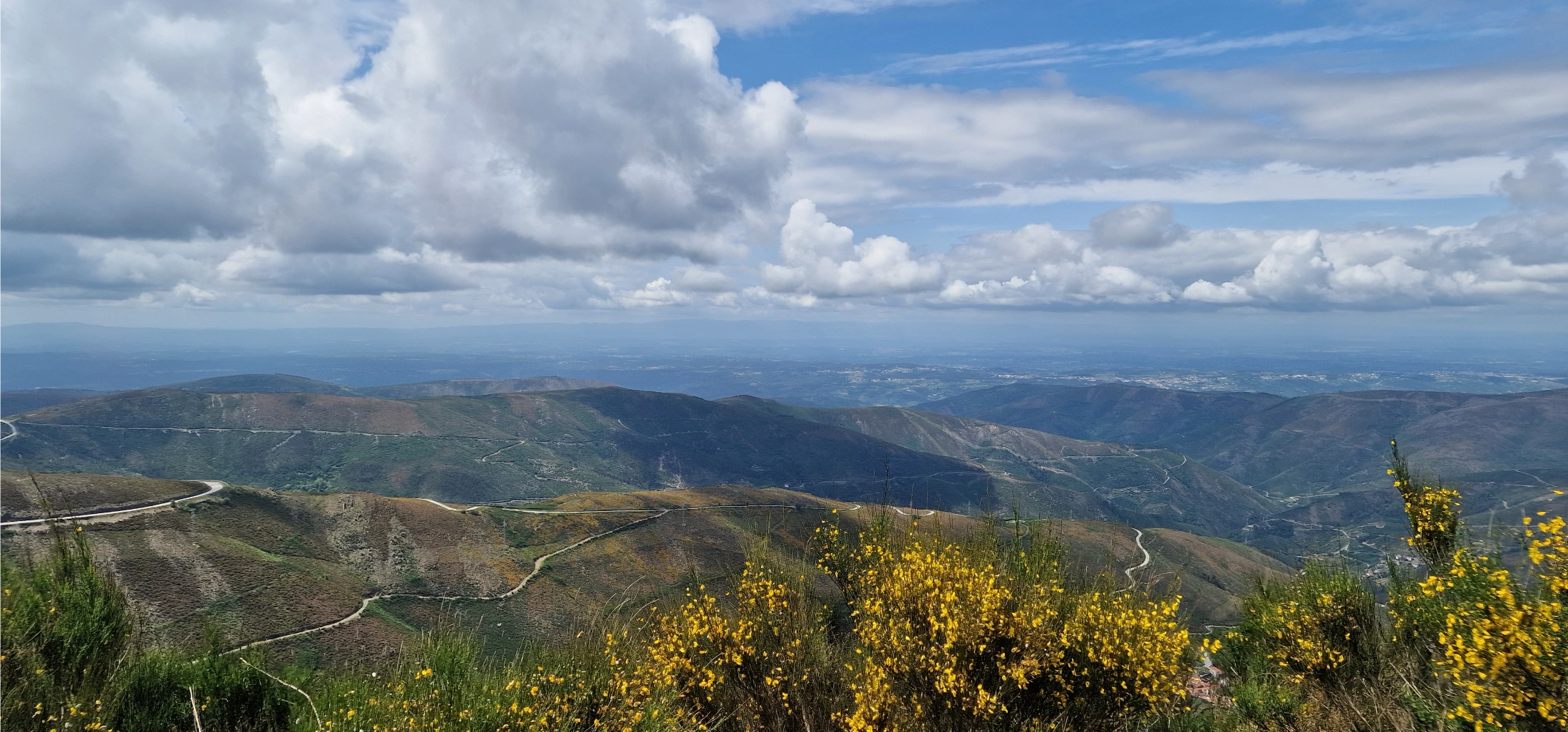 Panorama sur les collines de la vallée du Douro et genêts en fleurs