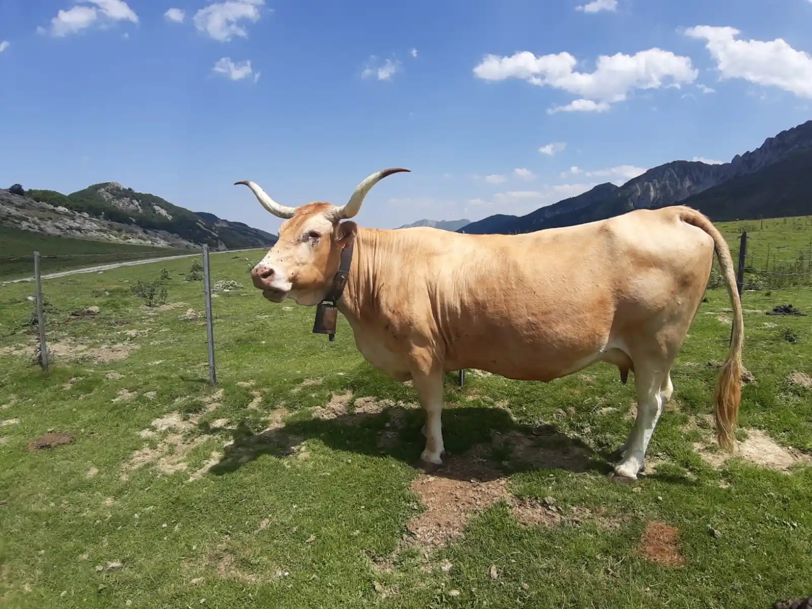 Vache blonde aux longues cornes dans un pâturage d’altitude