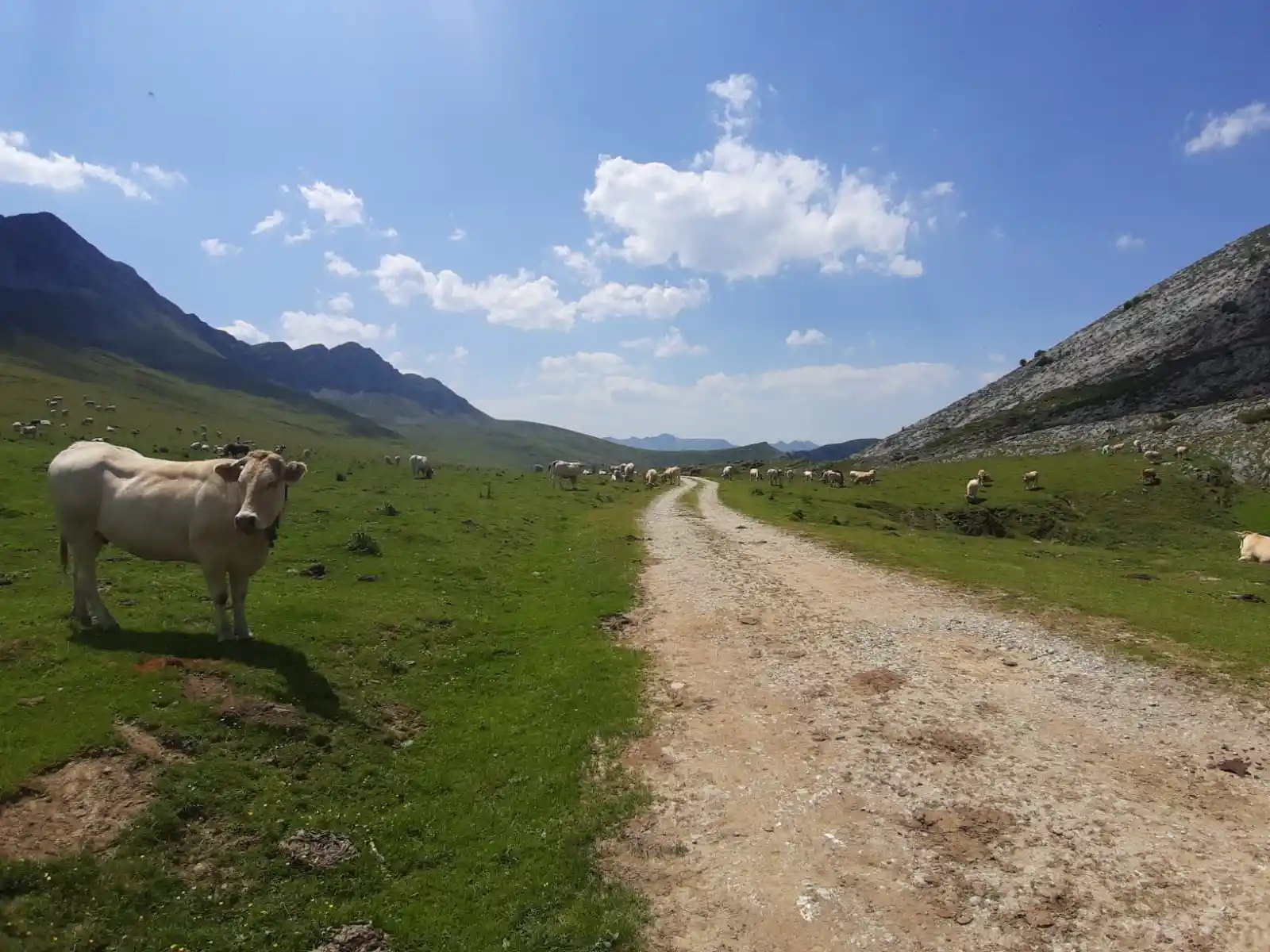Piste de terre traversant un pâturage d’altitude avec une vache