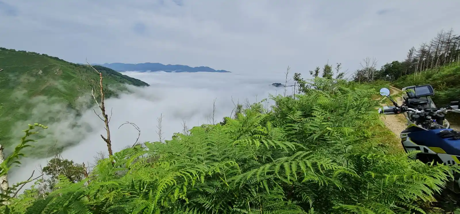 Mer de nuages et fougères vues depuis une piste de montagne