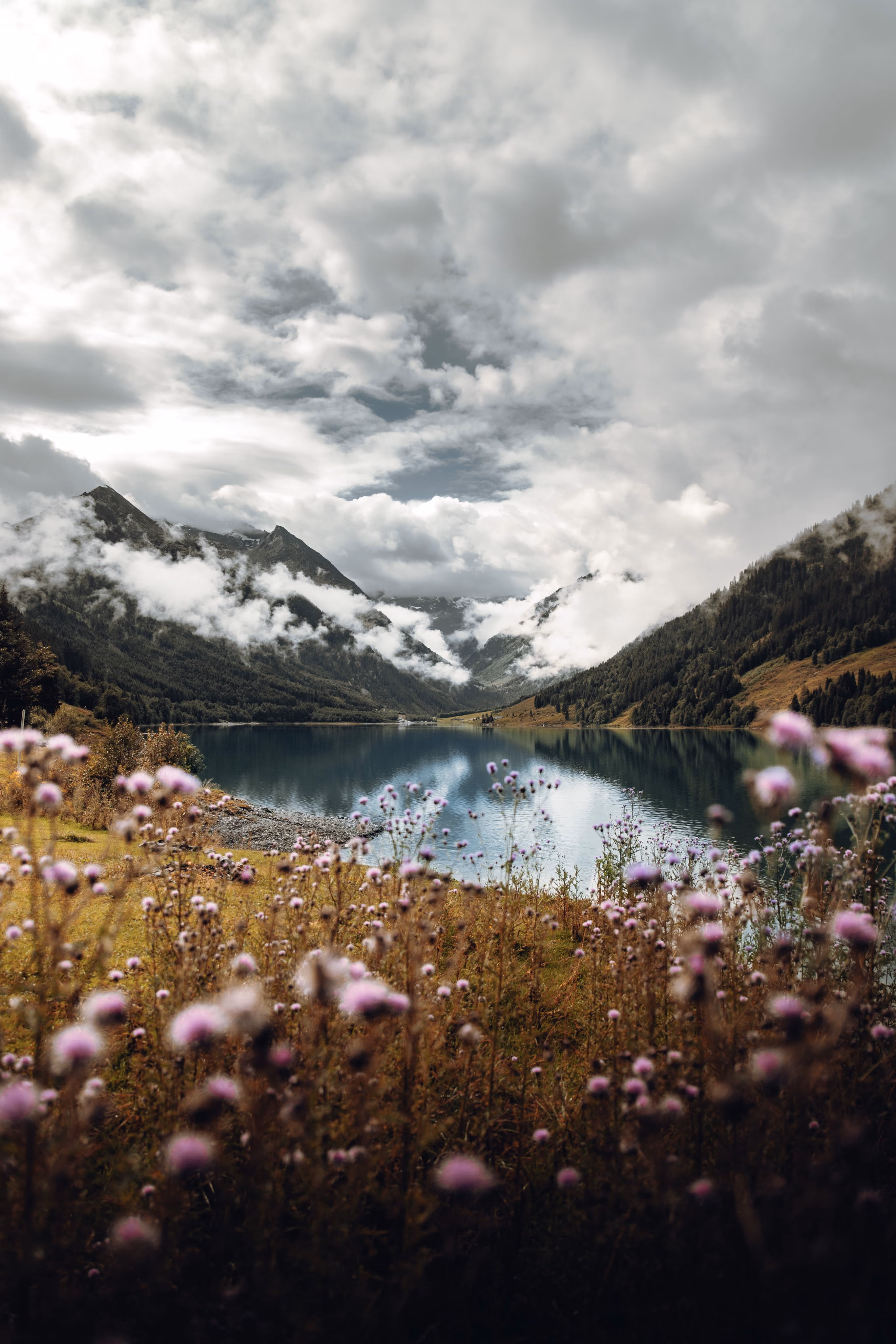 Purple flowers in foreground with a calm lake surrounded by forested mountains and cloudy sky.