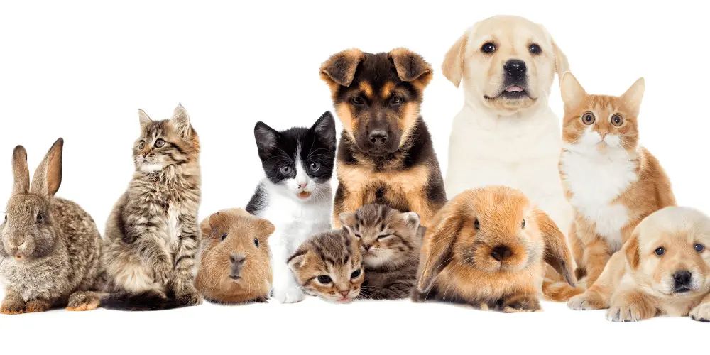 Adorable mezcla de gatos, perros y mascotas pequeñas, que simboliza la búsqueda de apartamentos económicos que den la bienvenida a los animales.
