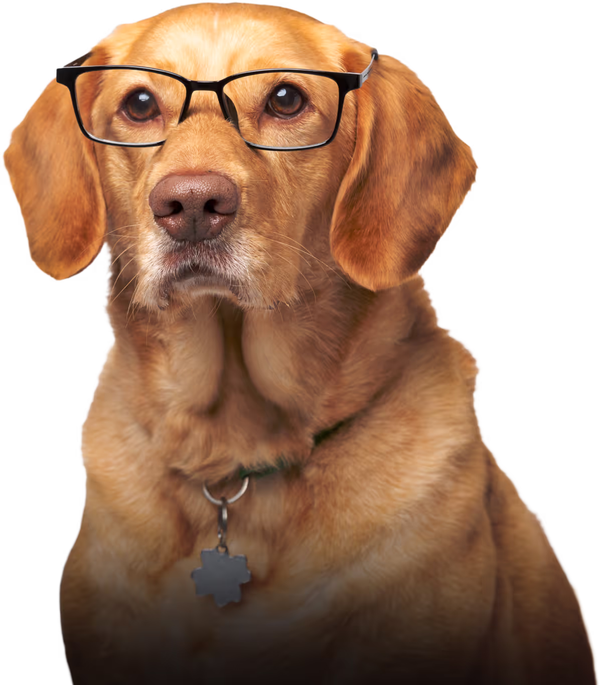 A dog with glasses