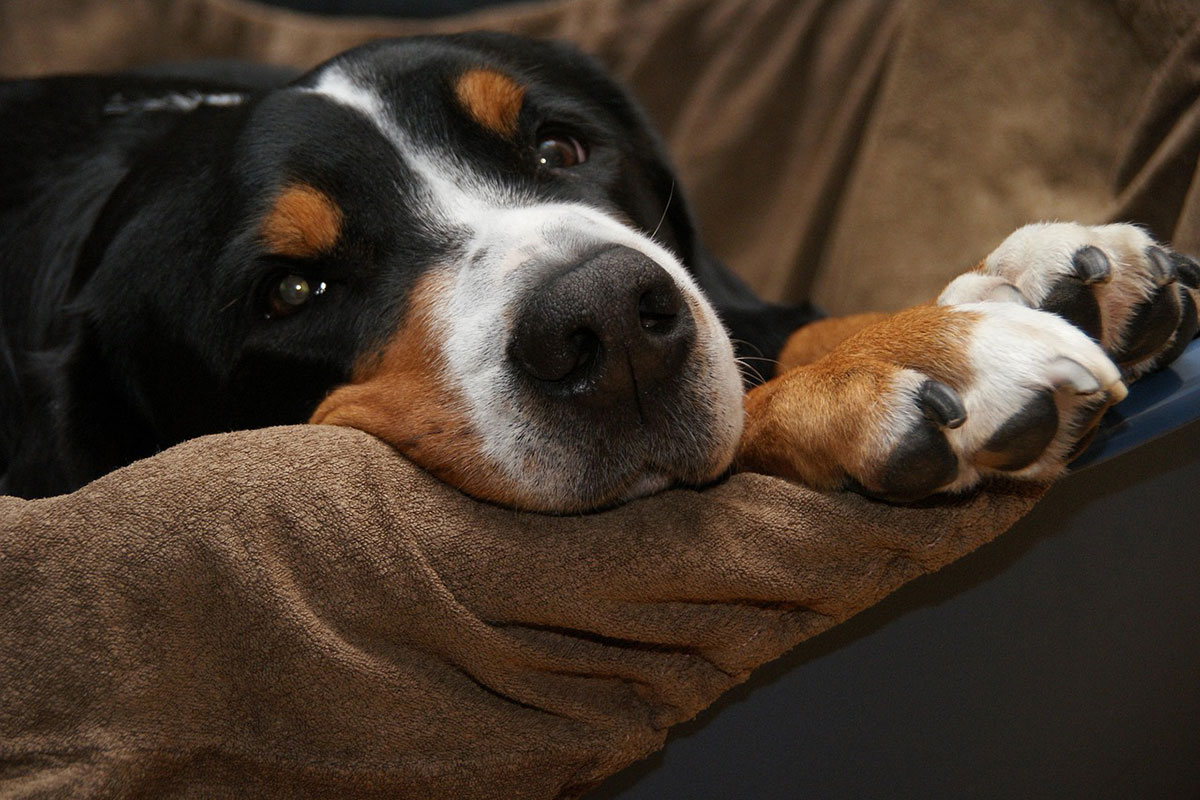 Paws for thought: The latest on cat and dog disputes post-separation 