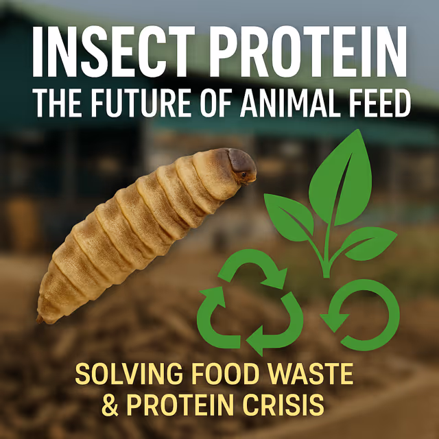 Protein Panic and the Black Soldier Fly (BSF) Opportunity