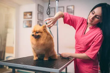 Groomer korzystający z aplikacji Booksy