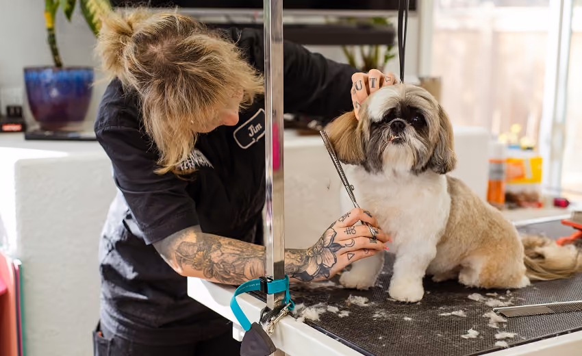 Small fluffy white dog being groomed by a person wearing gloves in a grooming salon.