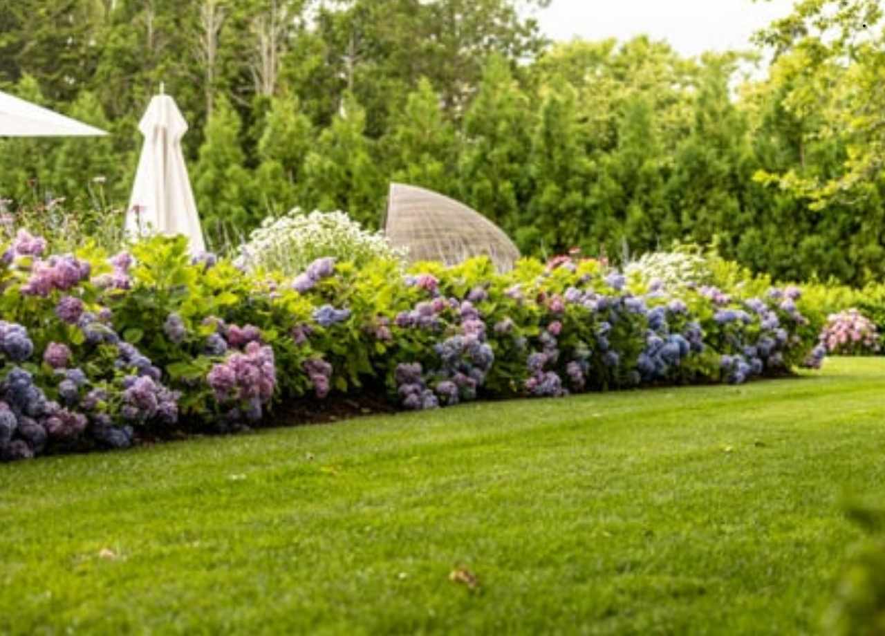 native plants