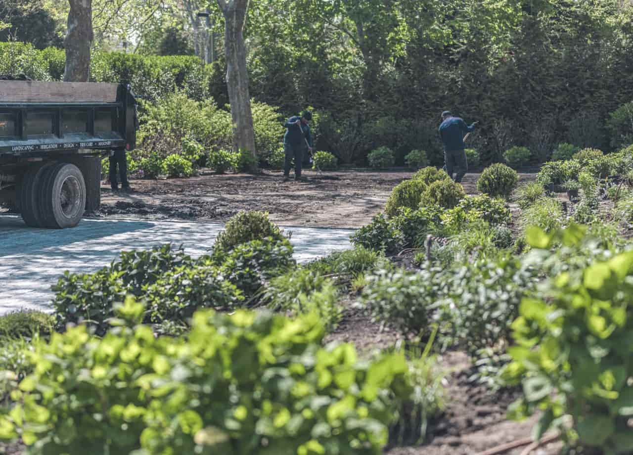 Weeds and Plant Growth in Paver Joints