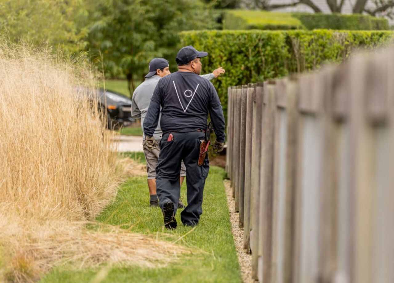 Why Your Boxwoods are Turning Brown