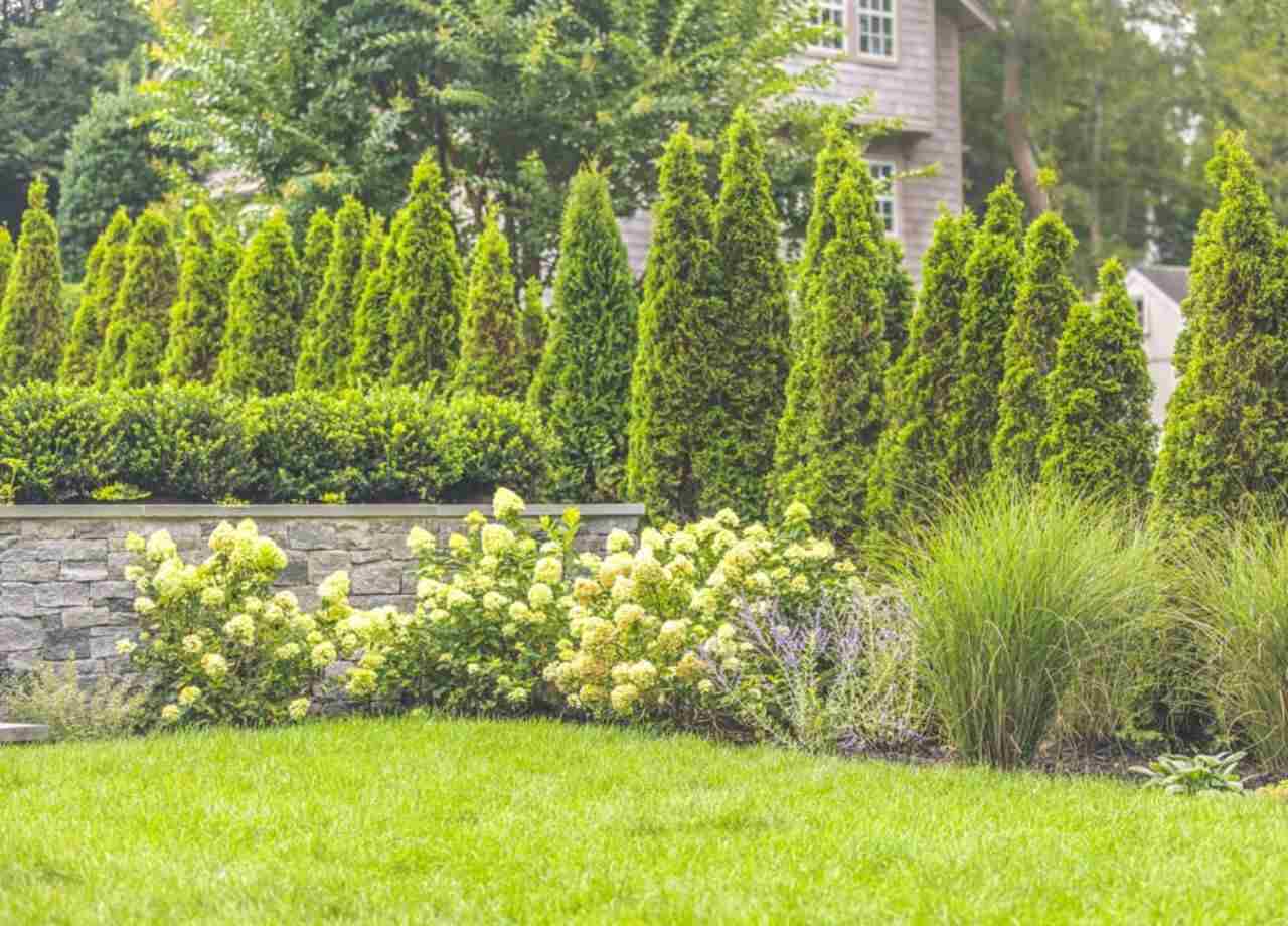 Popular Ornamental Grasses for Local Gardens