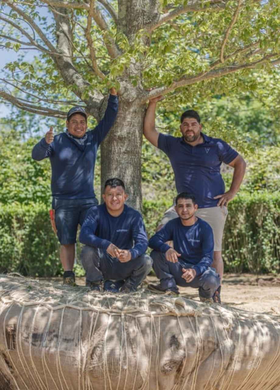 how much does it cost to trim a tree​