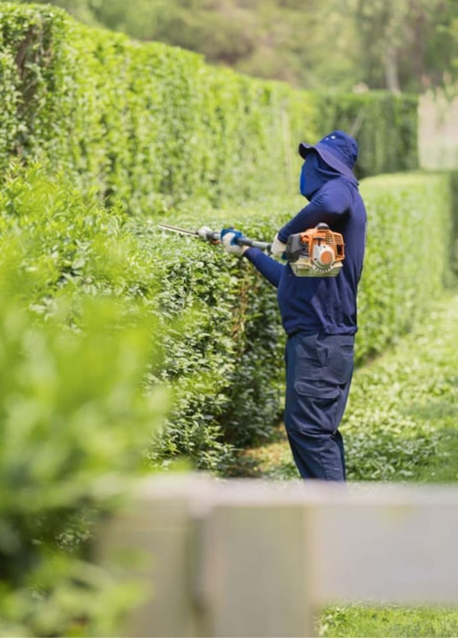 hedges for privacy