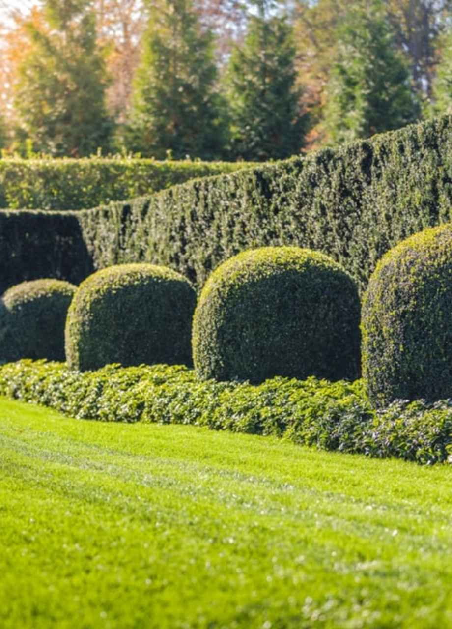 hedges for privacy