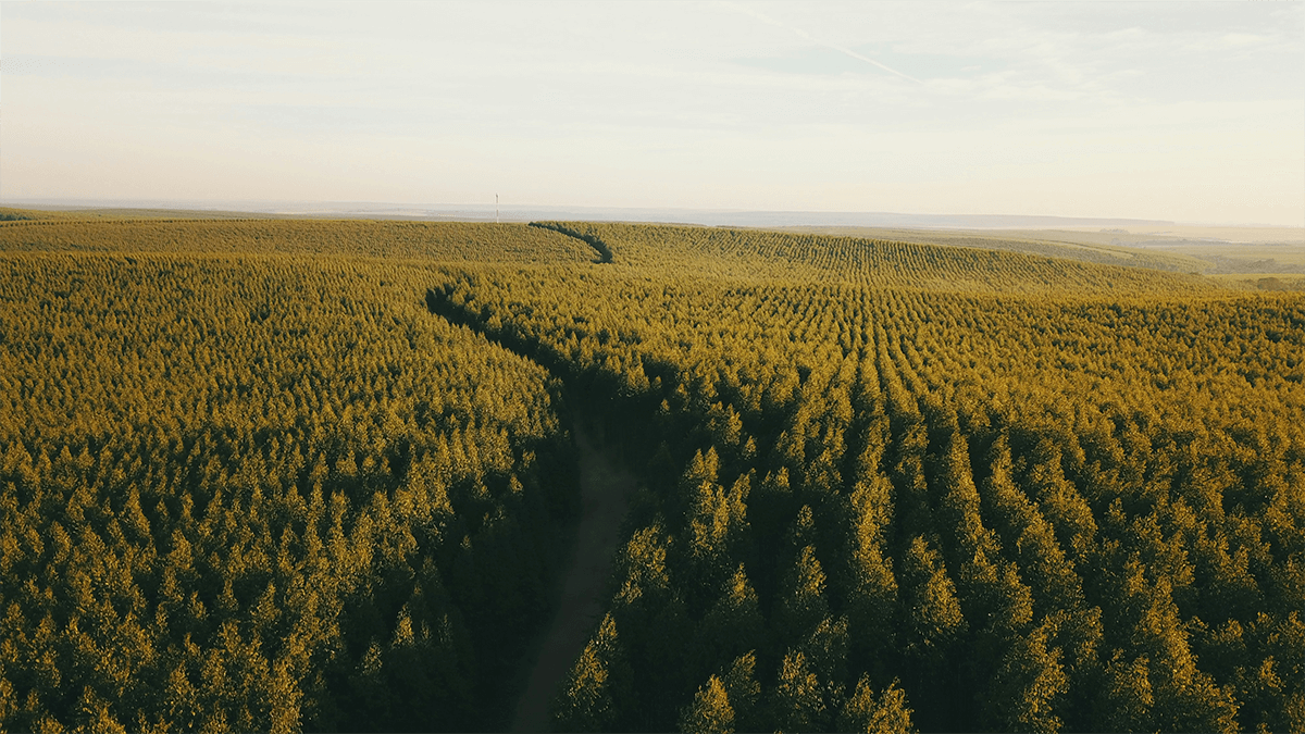 Aerial photo of a forest.